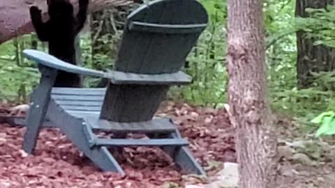 Mama Bear and Her Cubs Play on Hammock