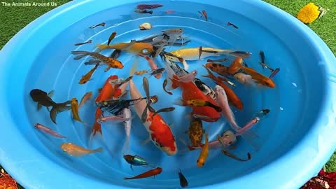 Betta Koi Pleco Snail Carp Fish Goldfish Angelfish Guppy Guppies Catfish animals video