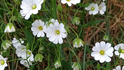 Stitchwort flowers