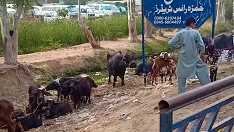 Beautiful scene of mandi and animals of the mandi