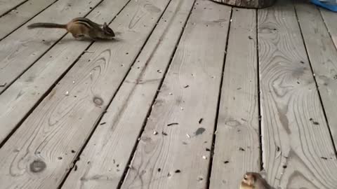 Two chipmunks that do not share well