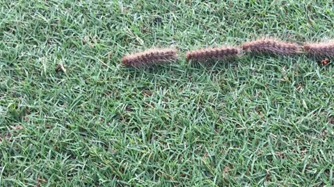 Long Line of Connected Caterpillars