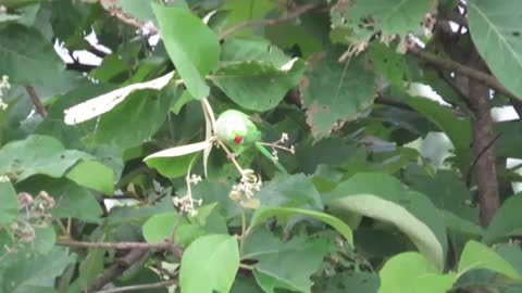 You can see the parrot among the leaves