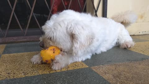 Playful Havanese Dog.