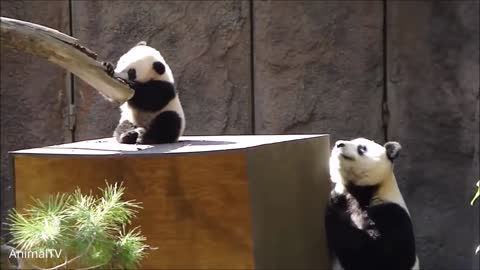 Cute Baby Pandas Playing Compilation - TRY NOT TO LAUGH!