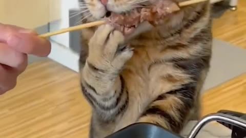 Cat enjoy food