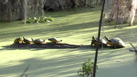 Aquatic Turtles called Florida Cooter basking on a log