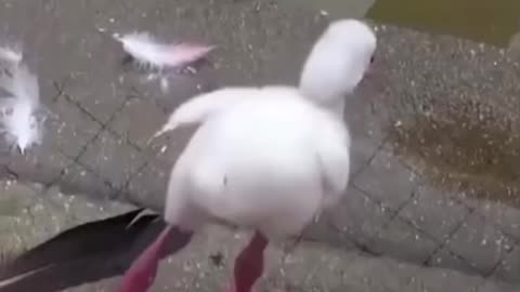 Pretty duck tries to stand in one leg for a very first time