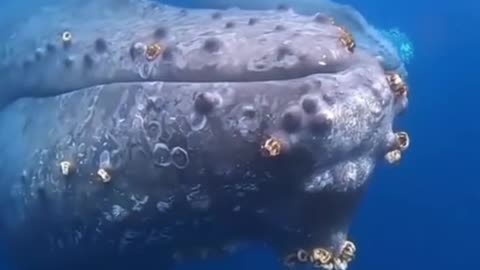 The whale is swimming on its backstroke, and it's crawling with snails