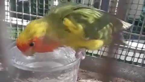 Super funny Birds ,Parrots and other animal Best link in description