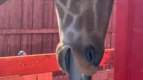 Giraffe Scratches Tongue on Post