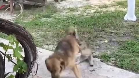 🤣Funny Cat And Dog Videos 2021🐱‍👤 🐶 It's time to LAUGH with animals life