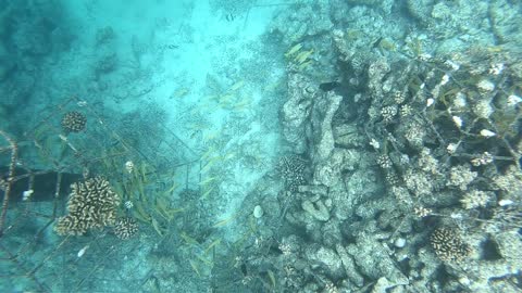 Bubble Rings vs Blue Striped Yellow Snapper