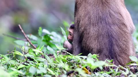 The dolphin tail monkey