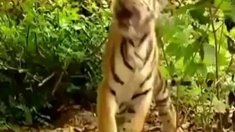 Tiger and monkey funny videos/ funny monkey fun vs tigers