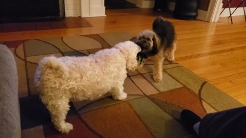 Dogs fighting over toy