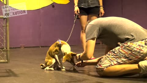 : How to Train ANY DOG the Basics