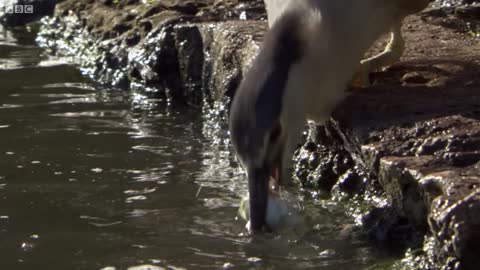 Smart Bird Uses Bread as Bait for Fishing | Super Smart Animals | BBC Earth