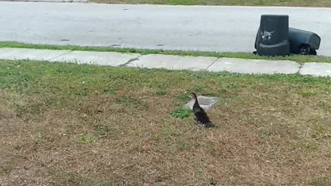 Reuniting baby duck with it's family!!