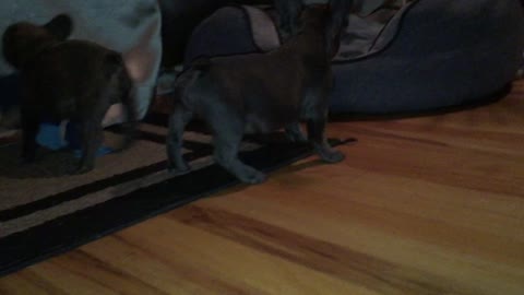 French bulldog puppy's playing!! so cute!!