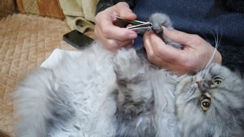 Surprisingly Calm Kitty Really Enjoys Nail Trimming