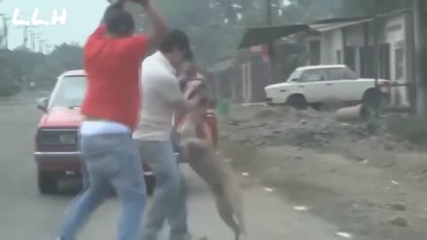 Dog attack