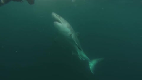 Great White Shark Warns Irresponsible Scuba Diver