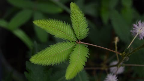 shy plant video