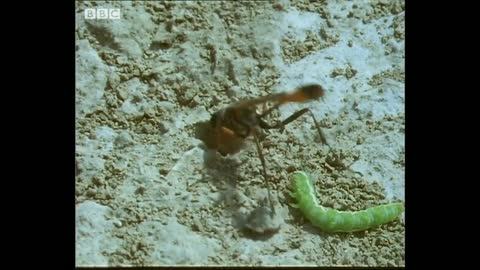 These Caterpillars Never Stood a Chance Against the Bodysnatcher Wasp | Trials Of Life | BBC Earth