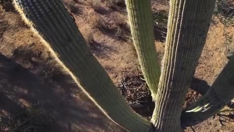 owl living in a cactus