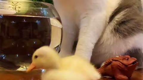 Funniest Cats Awesome Funny Pet Animals Videos!!!