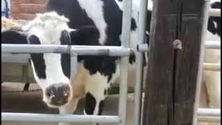 Smart cow. How did she guess?