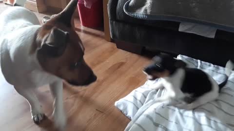 dog meeting new puppy sister