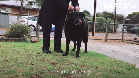 Blind retired powerlifter finds his guardian angel in Labrador Jett