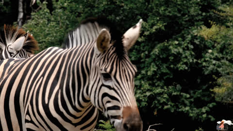 A zebra