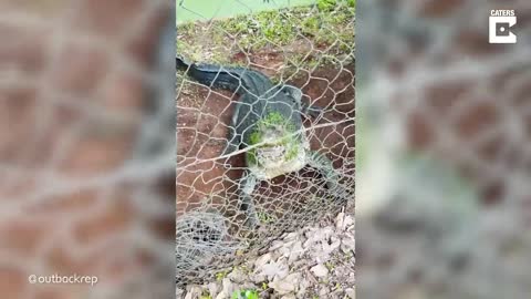 Cranky Crocodile Snaps At Camera