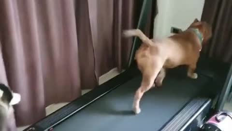 Funny dogs running on the treadmill.