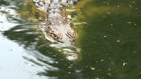 Nile Crocodile swimming half-submerged