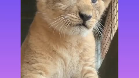 CUTE KITTENS PLAYING WITH BIRD