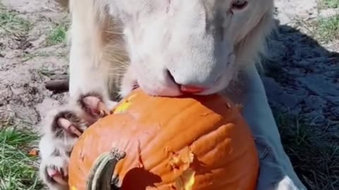 Big Cat Pumpkin Carving!