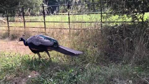 Peacock and peahen sounds effects ❣️