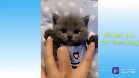 Cute Cats and Dogs Funny Animals Compilation 2021