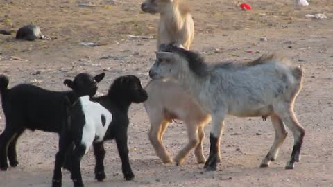 FUNNY VIDEO, DOG NEARLY FIND ITSELF IN TROUBLE FOR INTERRUPTING GOAT FAMILY PLAY