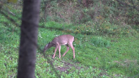 Opening Day BOWHUNTING!