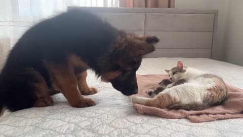 German Shepherd Puppy Meets Mom Cat with Newborn Kittens for the First Time.