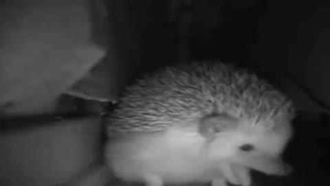 Sneezing and Farting Hedgehog