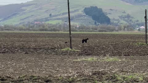 Mama Bear and Cub Wander Through Field