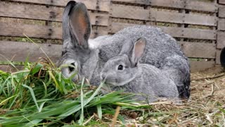 Nom Nom Bun Bun