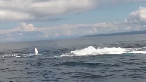 orca videos at sea