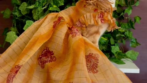 Kittens Cute Cats Pets Animals! Cats Makap Dance💃 Video